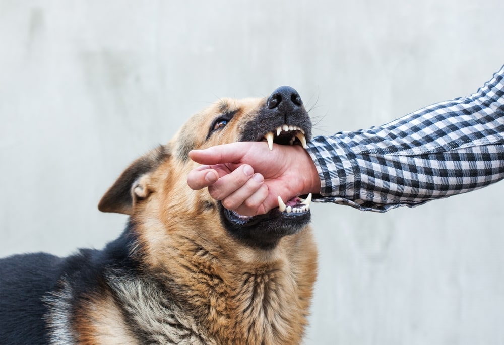 Image for When Should You Initiate a Dog Bite Lawsuit in Tennessee? post