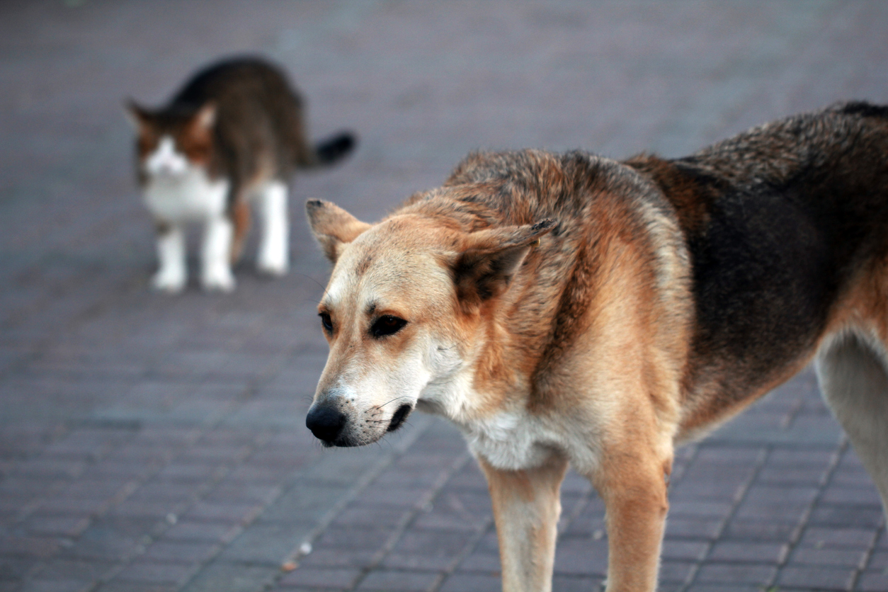 What Dog Has The Strongest Dog Bite?